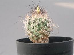 Image result for Monadenium pseudoracemosum