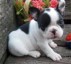 French bulldogs do tend to carry a more muscular build while boston terriers have slimmer frames and legs. Puppy Gallery Pictures Bulldog Puppies French Bulldog Puppies Puppies