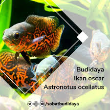 Selain menambah keindahan pada rumah kita, aquarium juga bisa membuat suasana menjadi lebih segar dan lebih hidup. Ikanoscar Hashtag Posts On Twitter And Instagram Pictures And Videos Offerdos Com