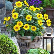 Image result for Helianthus