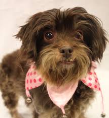 Pixies and paws rescue is a local rescue dedicated to saving dogs and cats, regardless of origin. Dog And Cat Rescue Programs Dfw Dfw Dog And Cat Adoptions Lost Paws Rescue Texas