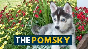 It has only been a few years since the appearance of this breed, but the attention and popularity of this dog are gaining. The Pomsky Your Guide To The Pomeranian Husky Mix Youtube