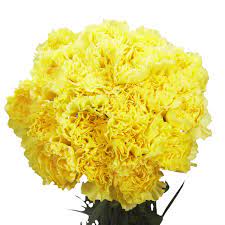 Yellow Carnation Flower Pic Best Flower Wallpaper
