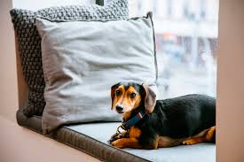 Discover the keys to using this perk to drive more business. 26 Budget Hotel Chains That Are Dog Friendly