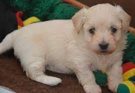 Det händer att bichon havanais marknadsförs som allergifri. Chiot Bichon Havanais Beige Bichons Havanais Elevage A La Vie Est Belle Suisse