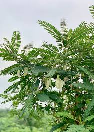 Image result for Sesbania grandiflora