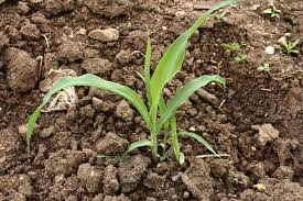 This spacing means that the seed holes will need about 15 inches on each side of the hole. Corn Seed Starting Tips