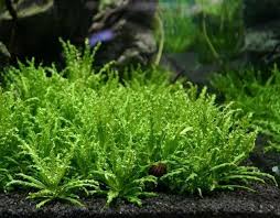 Image result for Pogostemon aquaticus