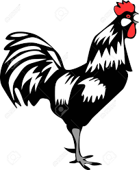 Check spelling or type a new query. Crowing Rooster Royalty Free Cliparts Vectors And Stock Illustration Image 22027906
