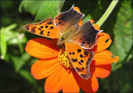 What flowers do butterflies like best. Wild Animals Question Mark Butterfly Beautiful Butterflies Butterfly