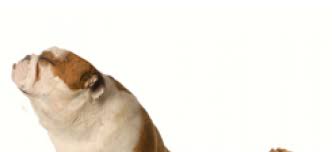 Strategieen Die Een Kieskeurige Hond Toch Doen Eten Hondencentrum