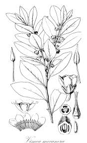 Image result for Pentaphylacaceae