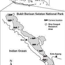 Image result for Globimetula kivuensis