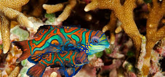 A blue mandarin fish, a scooter blenny, and a ruby red dragonet. Mandarin Dragonet Breeding Tropical Fish Hobbyist Magazine