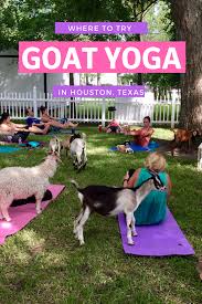 At the houston iyengar yoga studio, we provide serious yoga instruction in a friendly atmosphere. I Survived A Goat Yoga Class It S Not Hou It S Me