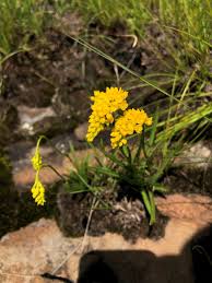 Image result for Schizochilus