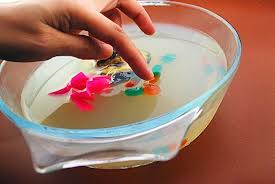 How To Build 3d Models Of Animal And Plant Cells Animal Cell Project Cells Project Plant Cell