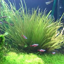 Image result for Blyxa