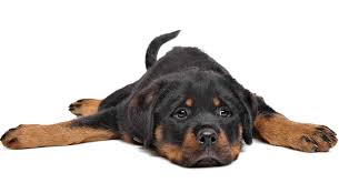 Do Rottweilers Shed What To Expect From Your Rottie S Coat