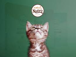 If you're looking for the healthiest cat food for indoor cats, consider this nutro wholesome essentials indoor chicken & brown rice recipe. Nutro Cat Food Review The Daily Cat