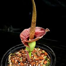 Image result for Amorphophallus richardsiae