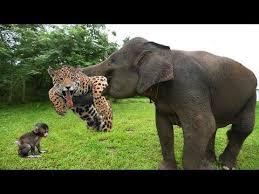 Top Most Shocking Wild Animal Attacks Video 2019 Big Battle Of Jaguar Vs Elephant Youtube Animal Attack Wild Animals Attack Animals Wild