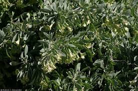 Image result for Lycium