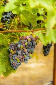 Washington State Yakima Valley Syrah Grapes In A Vineyard Photographic Print Richard Duval Art Com Grapes Mint Plants Yakima Valley