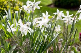 Late Flowering Daffodils To Grow Bbc Gardeners World Magazine