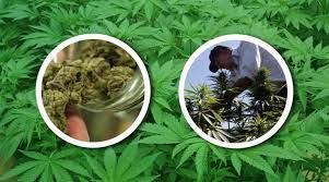 La regulación de la marihuana es una simulación en méxico. Legalizar La Marihuana En Mexico Incrementaria La Recaudacion De Impuestos