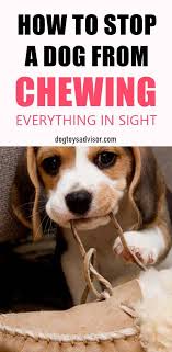Is Your Dog Chewing On Everything Even Though He Has Toys Of His Own Learn Why Your Dog Loves To Chew And How To Keep Him In 2020 Dogs Dog