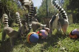 Buin — saltar a navegación, búsqueda. Fotos Animales Del Buin Zoo Celebraron Con Huevos De Pascua Pese A Cierre Por El Covid 19 Cooperativa Cl