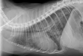 Was ist ein traumatischer pneumothorax bei der katze? Notfallpatient Katze Vom Thoraxerguss Bis Zur Aortenthrombose Pdf Kostenfreier Download