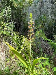 Image result for Eulophia alta