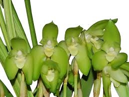 Image result for Searsia ciliata