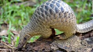 They are the only animals which nourish their young ones with milk. The Record Breaking Pangolin Scale Underscores China And Vietnam S Demand For Endangered Species Newsbeezer