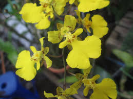 Image result for Ozoroa gomesiana