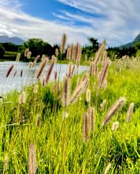 Image result for Setaria sphacelata