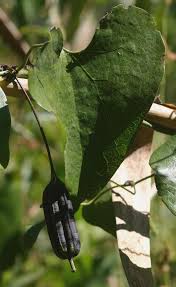 Image result for Aristolochia littoralis