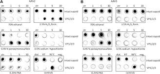 Image result for White 1999 AAV