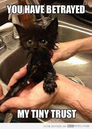 Funny Cat Memes Clean Google Search Funny Cat Memes Funny Animal Pictures Cute Cat Memes