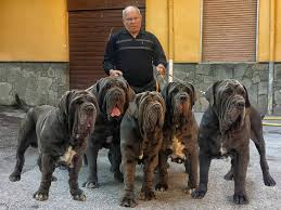 3,912 likes · 2 talking about this · 1 was here. Mastin Napolitano Neapolitan Mastiff Mastino Napoletano Beitrage Facebook