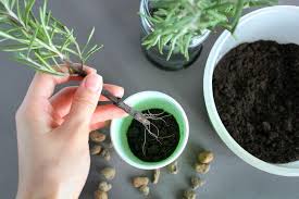 Image result for rosemary cuttings