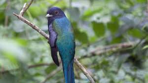 El avistaje de aves permite apreciar las 600 especies que hay en Misiones -  Canal Doce Misiones