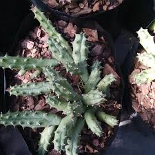 Image result for Huernia volkartii