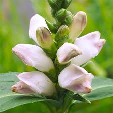 Image result for Vernonia glabra