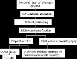 Image result for Oreosyce africana