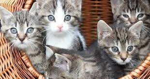 Arti mimpi melahirkan menurut primbon. 99 Arti Mimpi Kucing Melahirkan Anak Banyak Beranak 3 Lebih Tafsir Mimpi Kucing