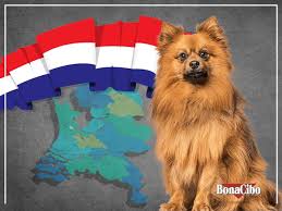 Wolfsspitz Ya Da Keeshond 1700 Lu Yillarda Hollanda Da Ortaya Cikan Bir Turdur Tilkiye Benzer Surati Ve Pofuduk Tuyleri Ile Cok Sevimli In 2020 Dog Cat Animals Cats