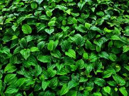 Postingan ini adalah solusi yang bagus in syaa allaah. Ketahui Ini 5 Khasiat Daun Sirih Merah Untuk Kecantikan Indozone Id